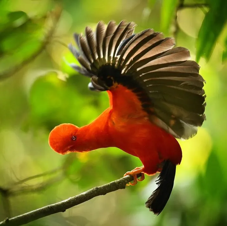 Gallito de la peña con las alas abiertas