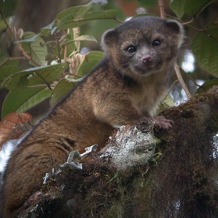 Olinguito