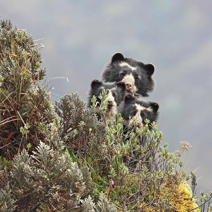 Tres oseznos de oso andino asomados entre arbustos