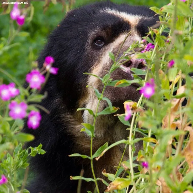 Oso de anteojos asomándose entre flores fucsias