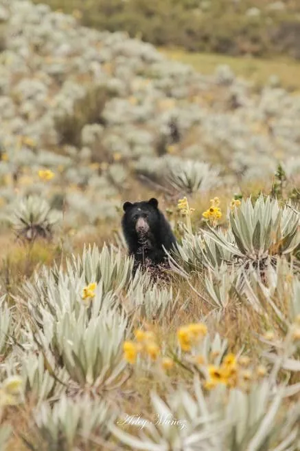 Oso de anteojos en el páramo andino