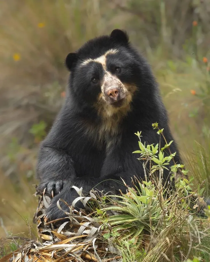 Oso de anteojos sentado entre la vegetación del páramo