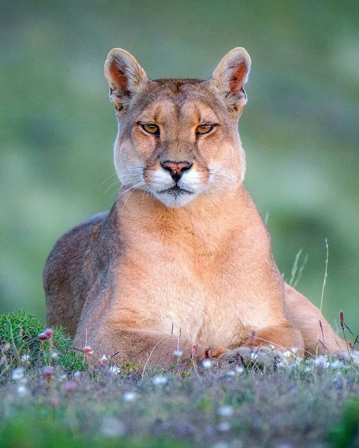 Puma recostado en la hierba